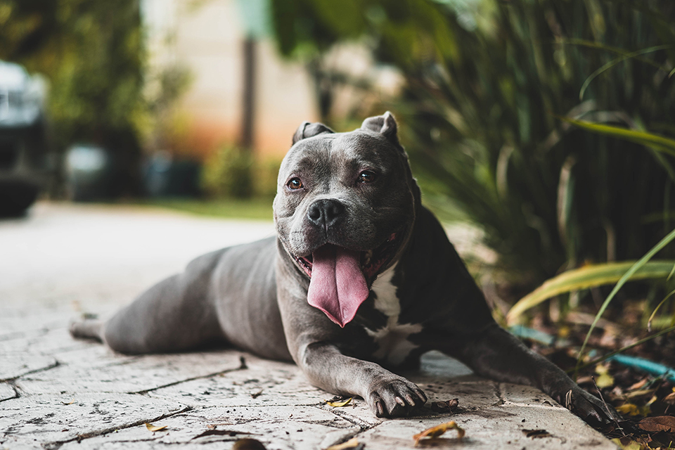 舌を出す犬